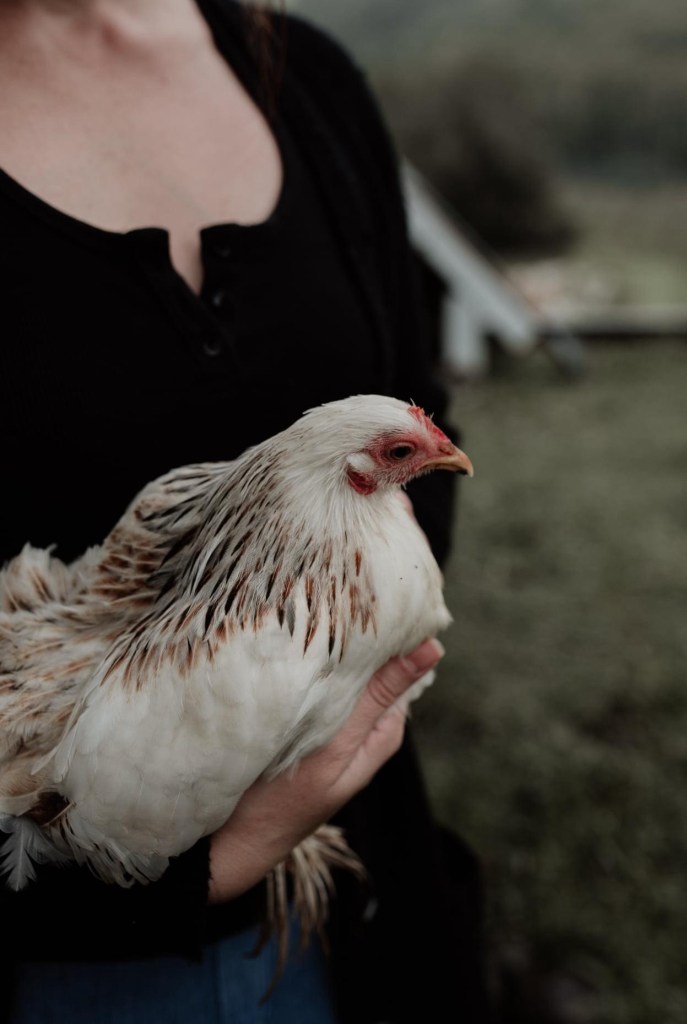 Bantam chicken being help by owner in a moody style photo 