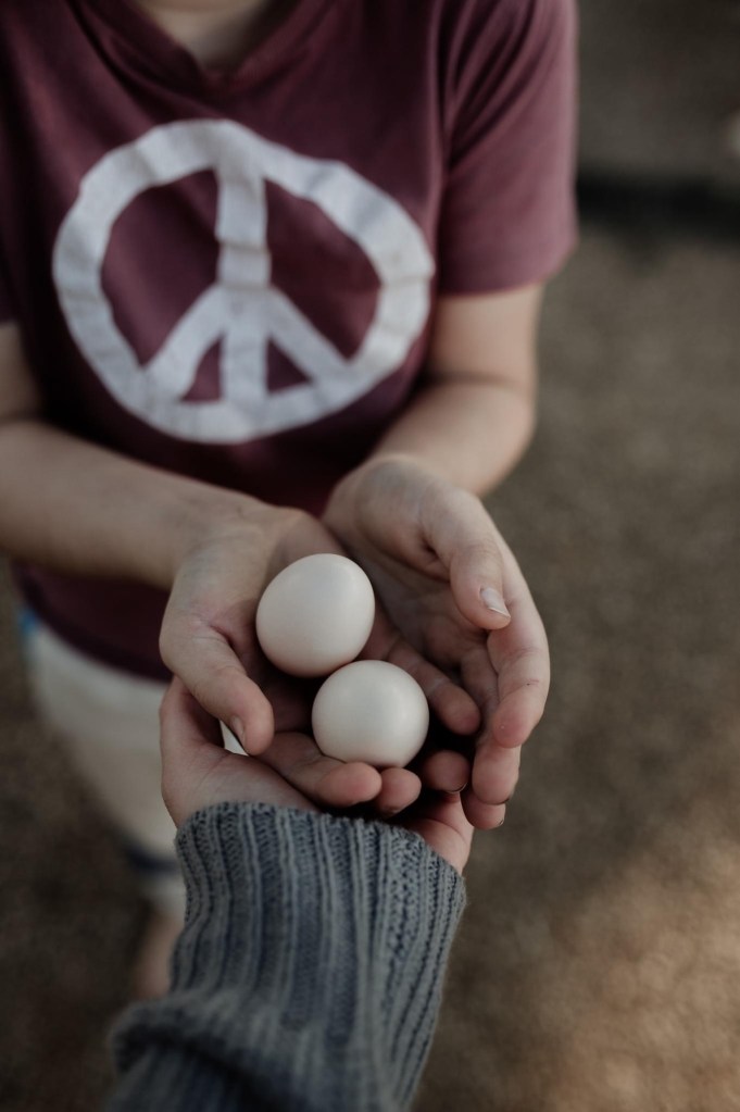 two fresh eggs held in the hands 